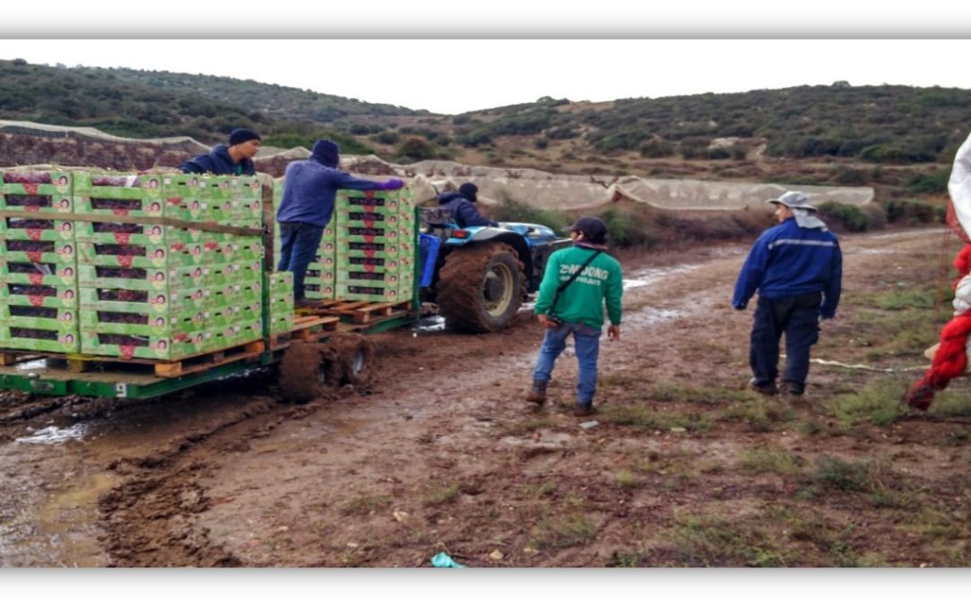 BSA deploys students for Israel Agrostudies